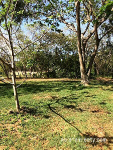 Golf Course Land with Fruit Trees - photo 3, land for sale in Tobago Plantations, Tobago