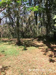L118 in Tobago Plantations