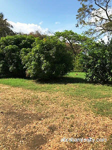 Golf Course Land with Fruit Trees - photo 2, land for sale in Tobago Plantations, Tobago
