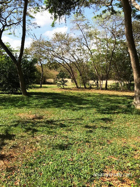 Golf Course Land with Fruit Trees - photo 5, land for sale in Tobago Plantations, Tobago